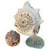 Image 1 : 2 Natural and 1 Glass Seashell * Largest Shell is 9" x 9" x 16" (glass shell has a chip)