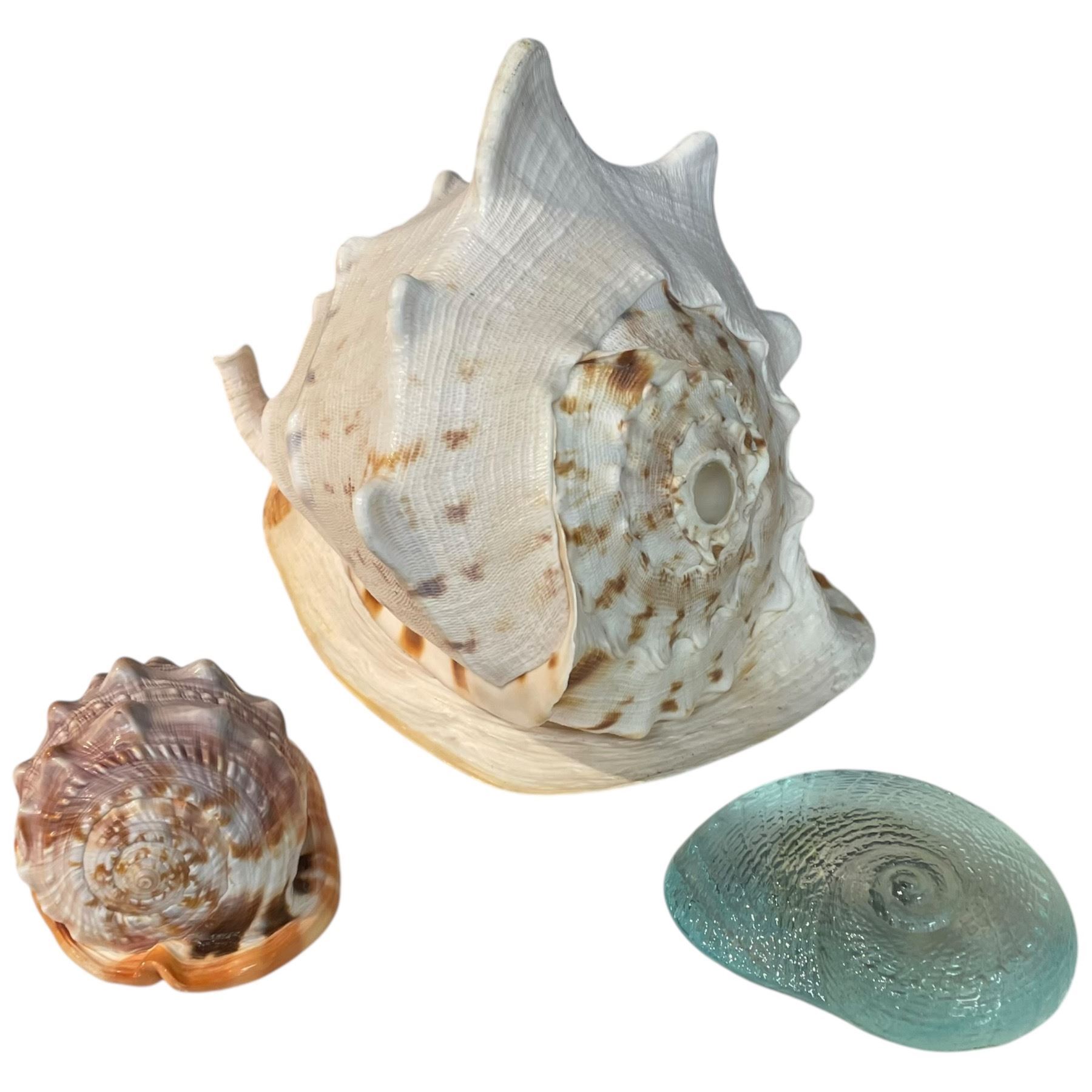 Chip Shell On Glass 2 Natural and 1 Glass Seashell * Largest Shell is 9