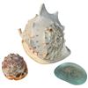 Image 2 : 2 Natural and 1 Glass Seashell * Largest Shell is 9" x 9" x 16" (glass shell has a chip)