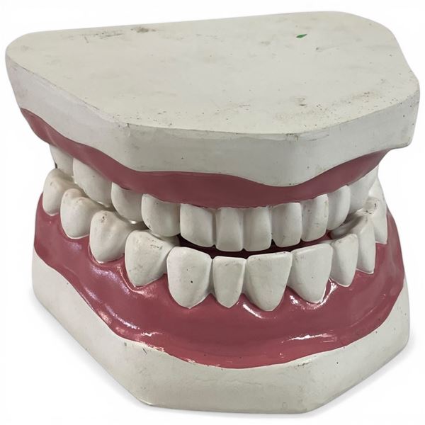 Large Dental Teeth Model with Movable Job 6x6.5x4"