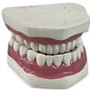 Image 1 : Large Dental Teeth Model with Movable Job 6x6.5x4"