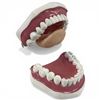 Image 2 : Large Dental Teeth Model with Movable Job 6x6.5x4"