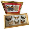 Image 2 : 2 Framed Butterfly Displays & Assorted Plaques