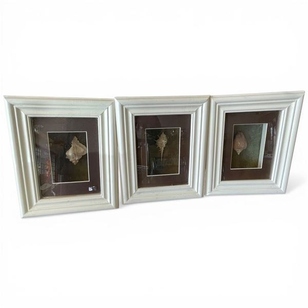 3 Box Framed Sea Shells (3" x 9" x 10")