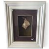 Image 2 : 3 Box Framed Sea Shells (3" x 9" x 10")
