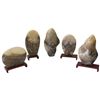 Image 1 : 5 Polished Picture Stones on Wood Mounts (Tallest is 6")