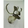 Image 2 : Large Caribou Mount