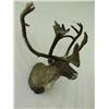 Image 2 : Large Caribou Mount