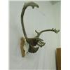 Image 2 : Caribou Skull Mount