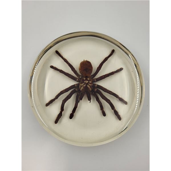 Spider Taxidermy Paperweight