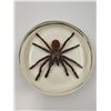 Image 1 : Spider Taxidermy Paperweight