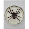 Image 2 : Spider Taxidermy Paperweight