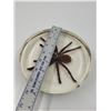 Image 3 : Spider Taxidermy Paperweight
