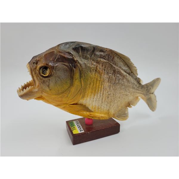 Brazilian Pirahna Taxidermy