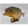 Image 1 : Brazilian Pirahna Taxidermy