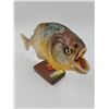 Image 2 : Brazilian Pirahna Taxidermy