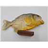 Image 3 : Brazilian Pirahna Taxidermy