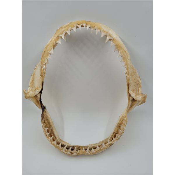Shark Jaw Taxidermy