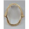 Image 1 : Shark Jaw Taxidermy