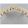 Image 2 : Shark Jaw Taxidermy