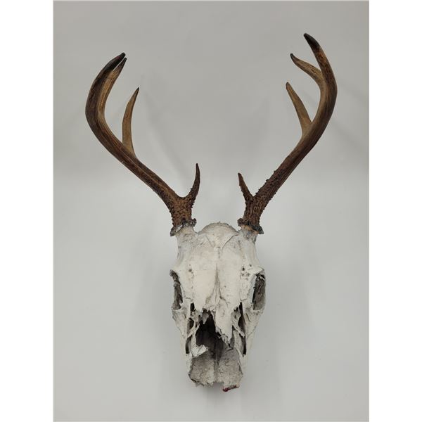 Euro Deer Mount