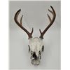 Image 1 : Euro Deer Mount