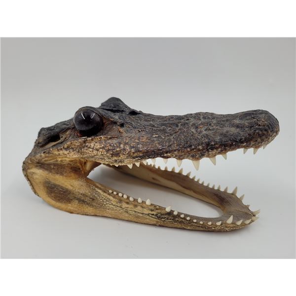 Florida Alligator Head