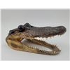 Image 1 : Florida Alligator Head