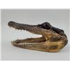Image 2 : Florida Alligator Head