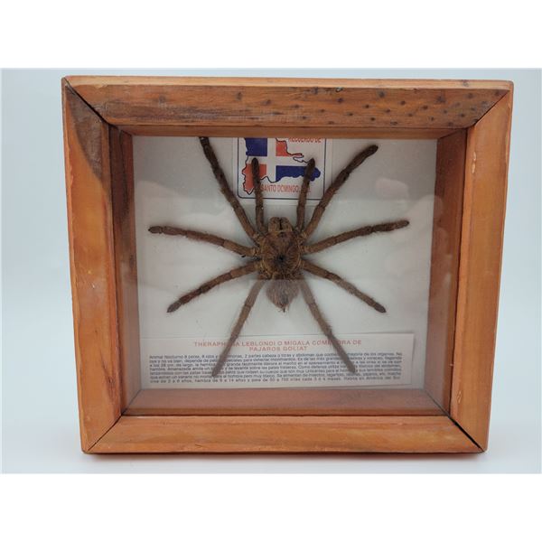 Framed Spider Taxidermy