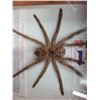 Image 2 : Framed Spider Taxidermy