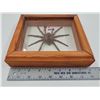 Image 4 : Framed Spider Taxidermy