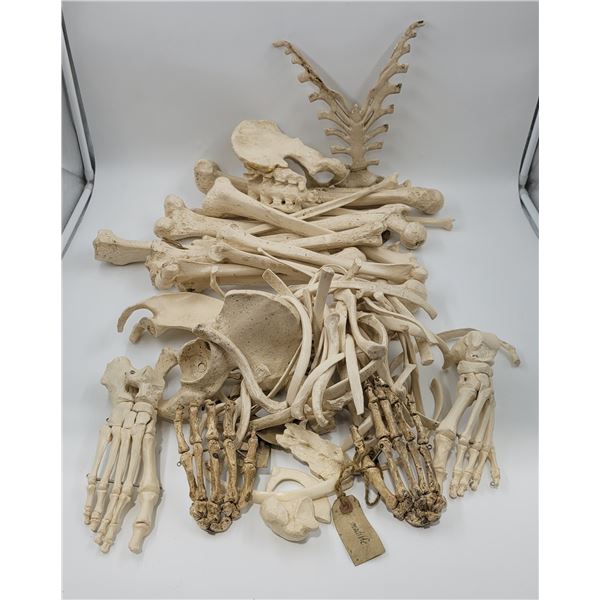 Lot of Artificial Bones