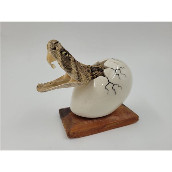 Florida Diamondback Snake Taxidermy