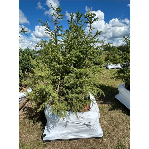 (so much each x 4) 4-  Spruce trees