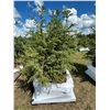 Image 1 : (so much each x 4) 4-  Spruce trees