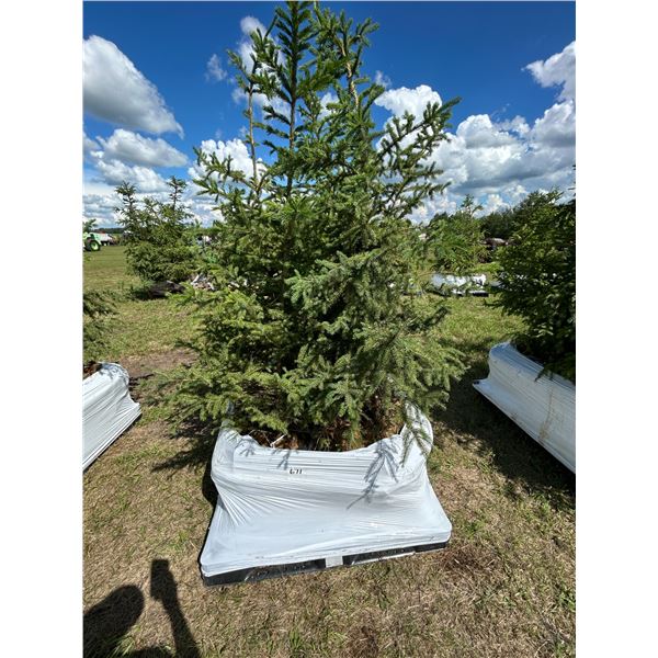 (so much each x 4) 4- Spruce trees
