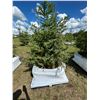 Image 1 : (so much each x 4) 4- Spruce trees