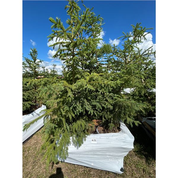 (so much each x 5) 5- Spruce trees