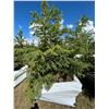 Image 1 : (so much each x 5) 5- Spruce trees