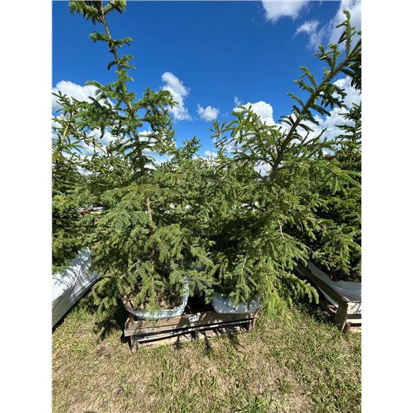 (so much each x 4) 4- Spruce trees