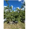Image 1 : (so much each x 4) 4- Spruce trees