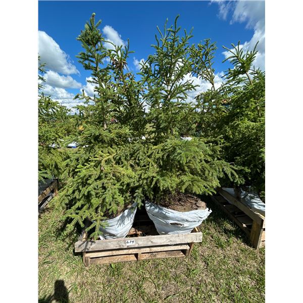 (so much each x 4) 4- Spruce trees