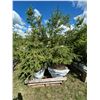 Image 1 : (so much each x 4) 4- Spruce trees