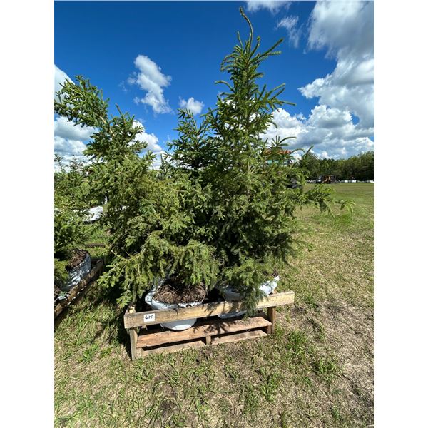 (so much each x 5) 5- Spruce trees