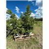 Image 1 : (so much each x 5) 5- Spruce trees