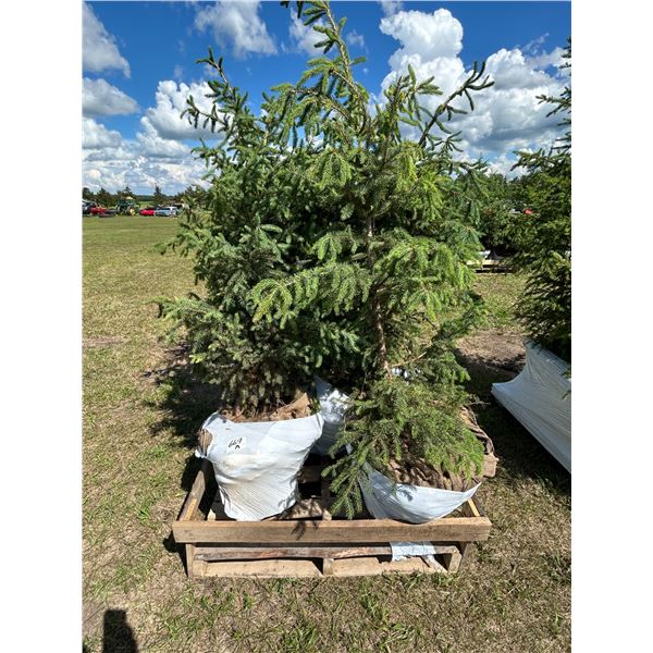 (so much each x 5) 5- Spruce trees