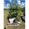 Image 1 : (so much each x 5) 5- Spruce trees