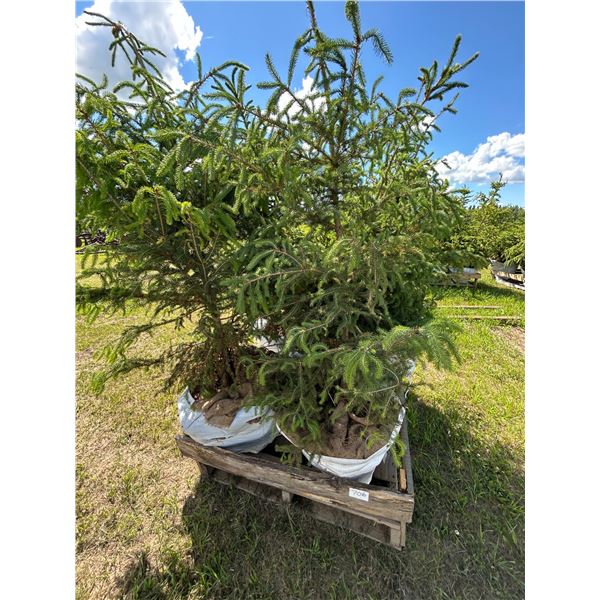 (so much each x 5) 5- Spruce trees, 5-7 ft