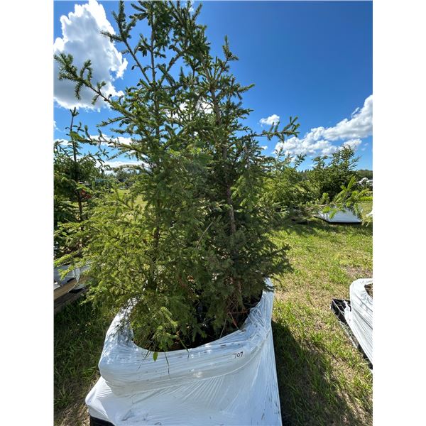 (so much each x 4) 4- Spruce trees, 5-7 ft